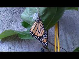 Mi Oruga Se Convierte En Una Mariposa Youtube