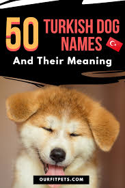 50 Turkish Dog Names And Their Meaning In 2020 Dog Names Dogs Cat Advice