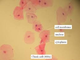 To learn how to get the best image from a microscope. 10 Cell Biology Ideas Cell Biology Biology Microscopic Photography