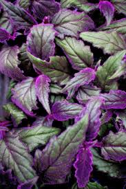 Check spelling or type a new query. Purple Flowers With Green Leaves Photo Free Blossom Image On Unsplash