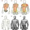 Third, the muscles of the torso do not move just the torso (vertebral column and rib cage) but there are many ways to categorize the torso muscles. Https Encrypted Tbn0 Gstatic Com Images Q Tbn And9gcsffqi K O74ulwcp Nvrlzeejzmdduo4jozvssmx8 Usqp Cau