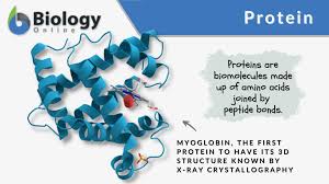 Image result for Protein