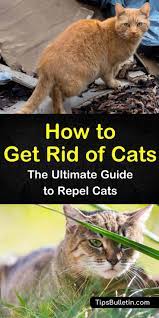 We did not find results for: 14 Ingenious Ways To Get Rid Of Cats In Your Yard