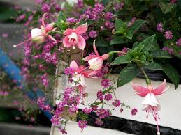 Euphorbia is a strange and herbaceous plant which is considered to be inherent in india and has become pantropical. Fuksiya Elma Gipsofila Crimson Cvety Sad Kompoziciya Nezhnost Avtor Tatyana Rakutina Fuchsimania Cvetochnye Kompozicii Cvety Kompoziciya