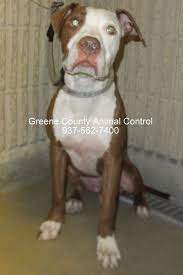 Pin On Ohio Rescue