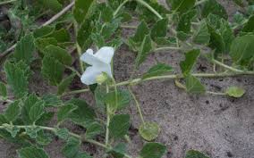 Image result for Dicerocaryum eriocarpum