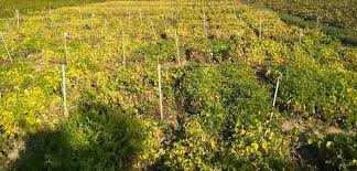 Image result for Macrotyloma daltonii