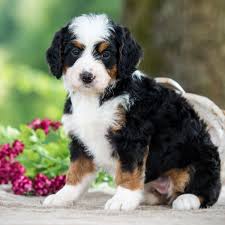 Will be available by may 17th 2021 for adoption. Cozy Cabin Cuddles Home