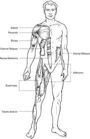 The abdominal muscles are shown in red, it is very easy to see from this diagram how a six pack is made, and also why some people have an eight pack. Golf Fitness Academy Kelly Blackburn Com Golf Fitness