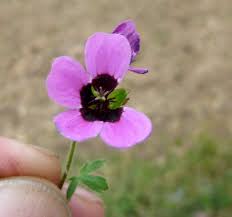 Image result for Geranium ocellatum