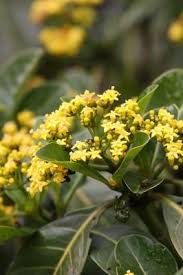 Image result for Psychotria capensis