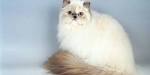 Himalayan Cat Breed Profile | Petfinder