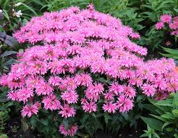 Image result for Monarda didyma
