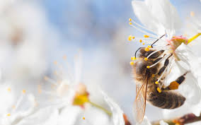 We did not find results for: Why These 10 Bee Friendly Plants Are Important For Your Garden House Home