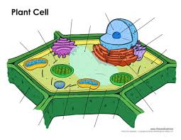 This may be useful as a printable poster for the classroom, or as part of a. Printable Plant Cell Diagram Labeled Unlabeled And Blank