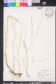 Image result for Acroceras amplectens