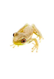 Wat weet je van een ander als je je zelf niet kent. Baby Tree Frog 09 02 Stock Image Image Of White Wildlife 10798649