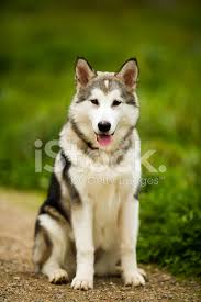 Alaska cuenta con numerosas bibliotecas que reúnen importantes fondos para la investigación local. Cao Malamute Do Alasca Fotos Do Acervo Freeimages Com