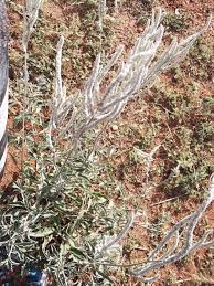 Image result for Aerva javanica