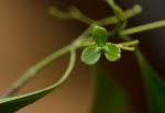 Image result for Hippocratea delagoensis