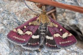 Image result for Pyrausta ostrinalis