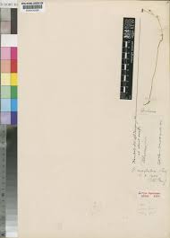 Image result for Genlisea subglabra