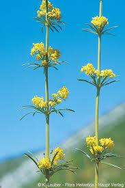 Image result for Galium verum