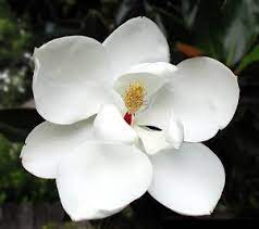 The following photos will allow you to identify white flowering plants. Magnolia Tree Little Gem Florida Nursery Mart