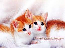 We did not find results for: Beautiful Friendship Quotes Wallpapers Free Download