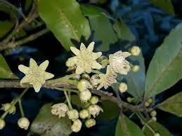 Image result for Monimiaceae