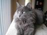Nebelung - Price, Personality, Lifespan - Cat Breeds List