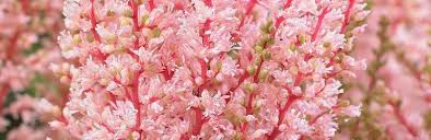 Check spelling or type a new query. What To Do In The Garden In May Thompson Morgan