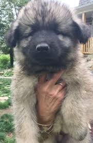 Check spelling or type a new query. Shilo Shepherds For Sale