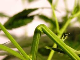 To apply the fim method couldn't be easier. Top 6 Cannabis Plant Training Techniques Sensi Seeds