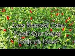 Rahasia Cara Merawat Cabe Rawit Agar Cepat Berbuah Lebat Youtube Petani Buah Tanaman