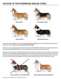 LoveJoy Pembroke Welsh Corgis ...