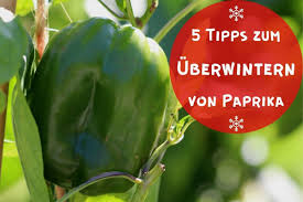Paprika pflanzen saat mit anwachsgarantie. Paprika Uberwintern 5 Tipps Fur Paprikapflanzen Gartenlexikon De