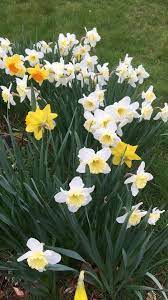 Daffodils March 2020 Daffodils Flower Art Images Flower Drawing Images