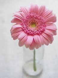 Beautiful Whatsapp Dp Flower Images Free Download Whatsappdp In 2020 Gerbera Flower Flower Images Free Pink Gerbera