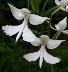 Image result for Habenaria subarmata