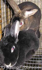 Old bucks tend to be more susceptible to heat than younger bucks and can remain sterile for 60 to 90 days. Rabbit Mating And Tips For Successfully Breeding Rabbits