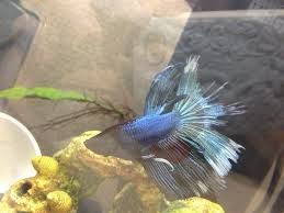 Using Salt To Treat Fin Rot Betta Fish Betta Betta Fish Care