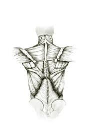 Intermediate back muscles and c. Artstation Muscular Anatomy Of The Back Natalie Zollinger