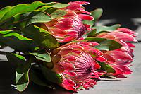 It's perhaps easy to imagine why it's the case, (a) they are fantastically beautiful, and (b) there are huge numbers of them in many different species all over south africa. South African Proteas Flowers Claire Giroux Photography