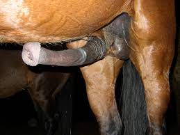 Giant horse cock - comisc.theothertentacle.com