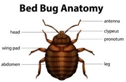 At one point it seemed as if bed bugs were a vague problem of the past, a mythical creature only mentioned cutely before while this guide is directed mainly towards residents of infested properties, this guide can also provide information for property owners and pest. Bed Bugs Control Removal From Pestcontrol Co Uk 24 Hour