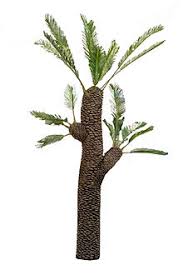 Image result for Stolzia williamsonii