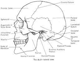 Skull Anatomy Coloring Pages Coloring Rocks Anatomy Coloring Book Skull Anatomy Anatomy Bones