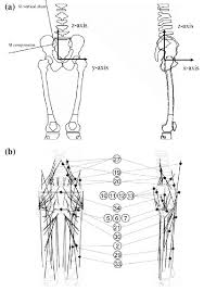 Panel A Shows The Bones On Which The Muscles Ligaments