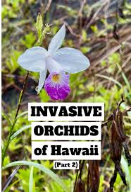 Image result for Habenaria insolita